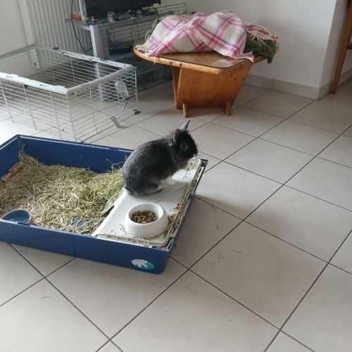 Chonchon, 11 mois, mâle stérilisé, lapin tête lion #2