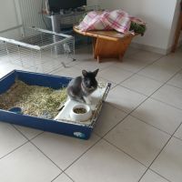 Chonchon, 11 mois, mâle stérilisé, lapin tête lion