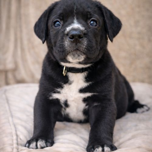 Magnifiques chiots cané corso disponibles #4