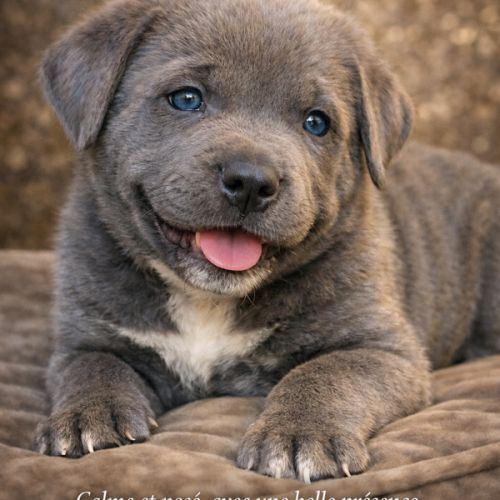 Magnifiques chiots cané corso disponibles #7