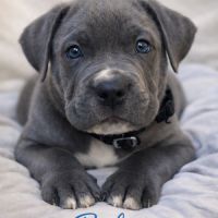 Magnifiques chiots cané corso disponibles #1