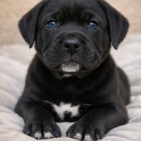 Magnifiques chiots cané corso disponibles #2