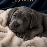 Magnifiques chiots cané corso disponibles #3