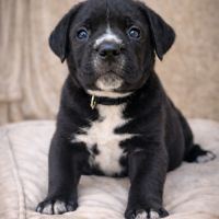 Magnifiques chiots cané corso disponibles #4