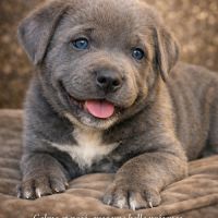 Magnifiques chiots cané corso disponibles #7