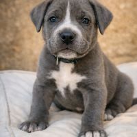 Magnifiques chiots cané corso disponibles #8