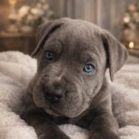 Magnifiques chiots cané corso disponibles #0