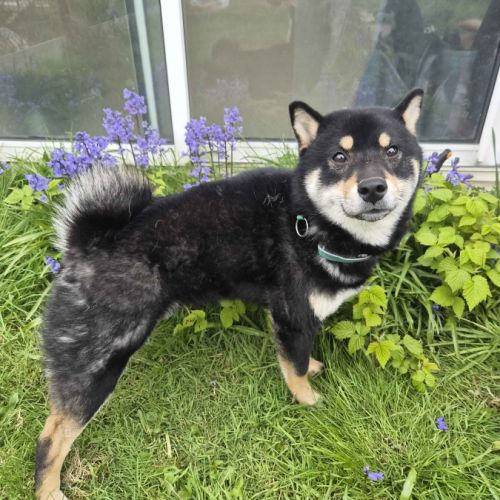 V’hitsu – shiba inu lof cherche famille sérieuse #3