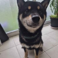 V’hitsu – shiba inu lof cherche famille sérieuse #0