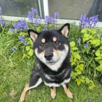 V’hitsu – shiba inu lof cherche famille sérieuse #2