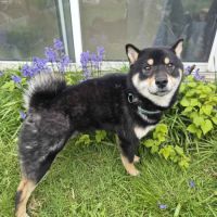 V’hitsu – shiba inu lof cherche famille sérieuse #3