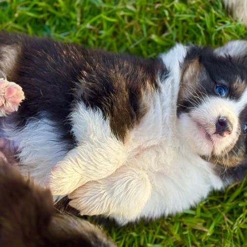 Chiot berger australien