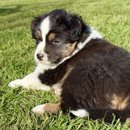 Chiot berger australien #2