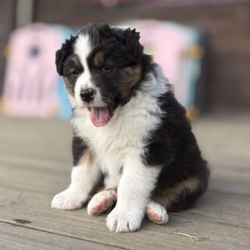 Chiot berger australien #3