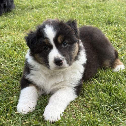 Chiot berger australien #4