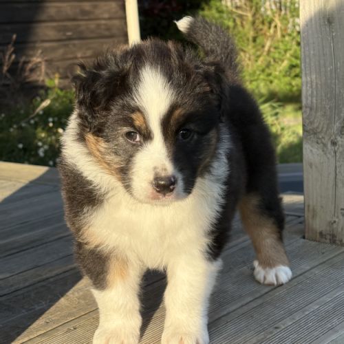 Chiot berger australien #5