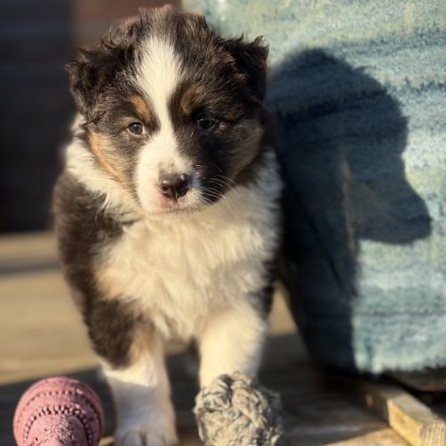 Chiot berger australien #6