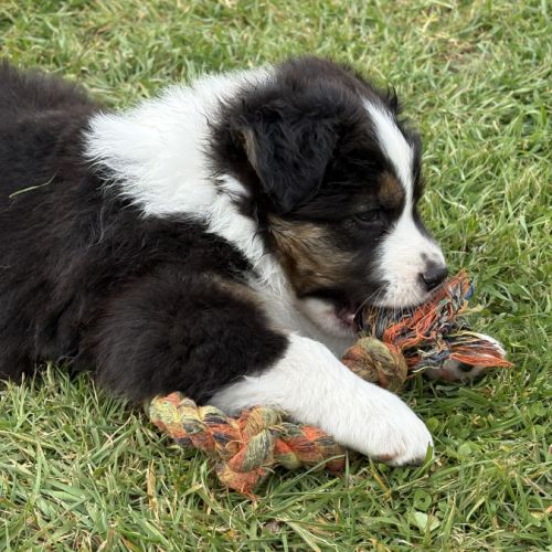 Chiot berger australien #8