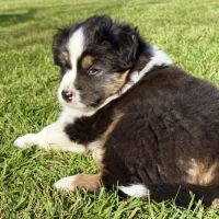 Chiot berger australien #2