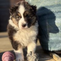 Chiot berger australien #6