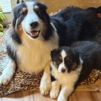 Chiot berger australien #7