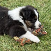 Chiot berger australien #8