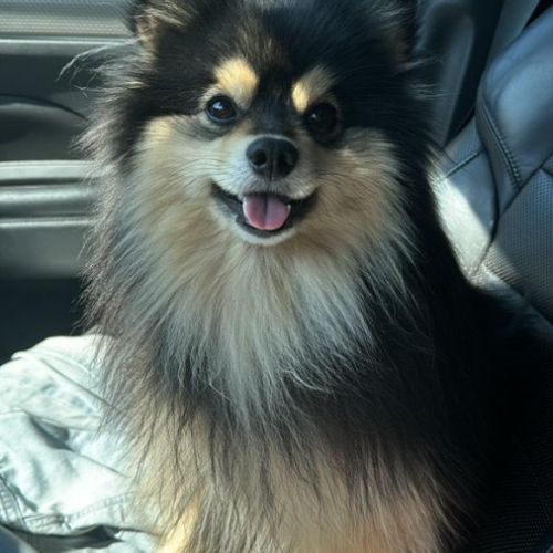 Magnifiques spitz #2