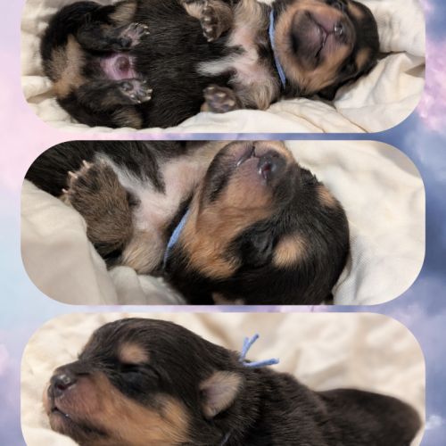 Magnifiques spitz #3