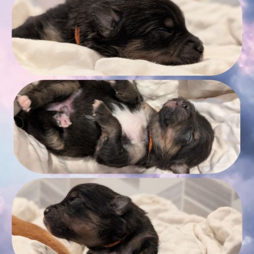 Magnifiques spitz #5