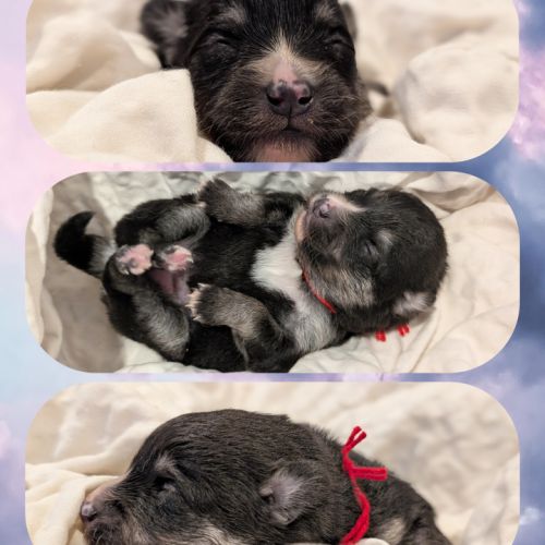 Magnifiques spitz #6