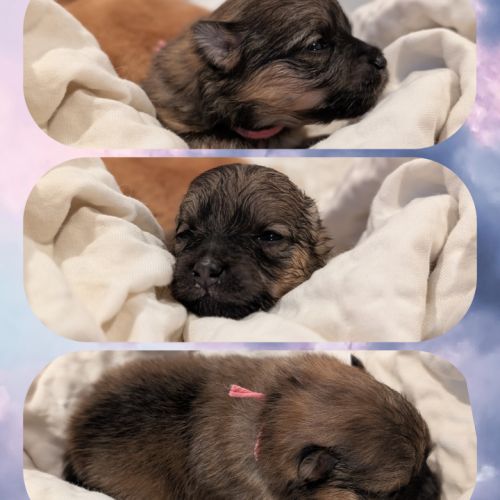 Magnifiques spitz #7