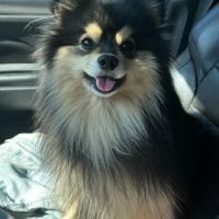 Magnifiques spitz #2