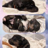 Magnifiques spitz #5