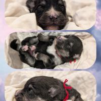 Magnifiques spitz #6