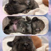 Magnifiques spitz #8