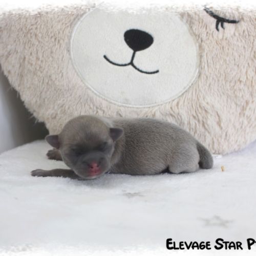 Adorable petit chiot chihuahua lof