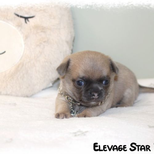 Adorable petit chiot chihuahua lof #2