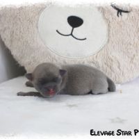 Adorable petit chiot chihuahua lof #0