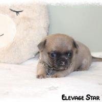 Adorable petit chiot chihuahua lof #2