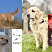 A réserver chiots golden retriever mâles lof #3