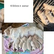 A réserver chiots golden retriever mâles lof #1