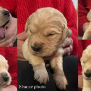 A réserver chiots golden retriever mâles lof #0