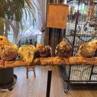 Babys calopsittes élevées main par mes soins #0