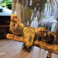 Babys calopsittes élevées main par mes soins #2