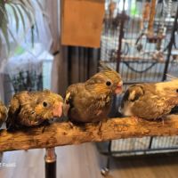 Babys calopsittes élevées main par mes soins #3