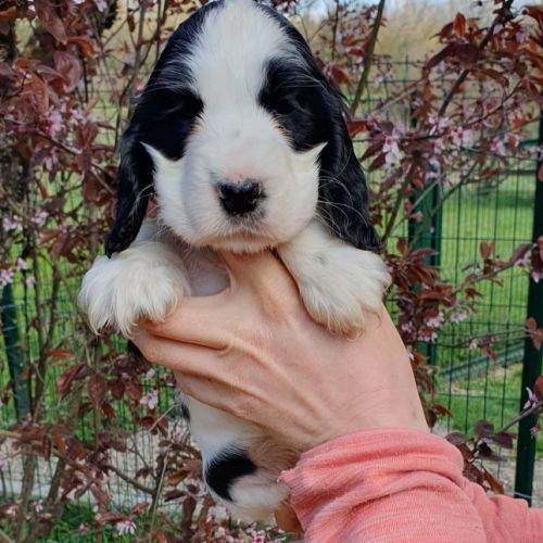 Chiot femelle cocker anglais lof à réserver