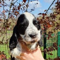 Chiots cockers anglais lof à réserver