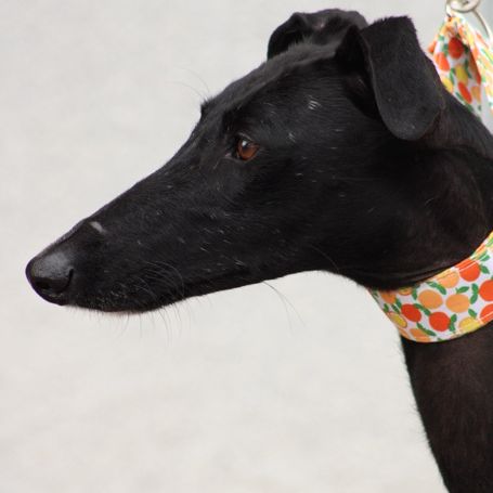 Flora, belle galga noire ébène d'1 an #2