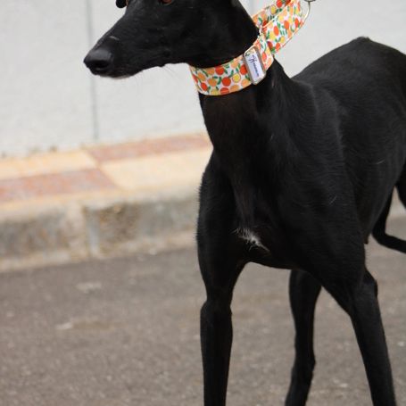 Flora, belle galga noire ébène d'1 an #3