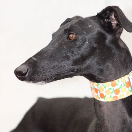 Flora, belle galga noire ébène d'1 an